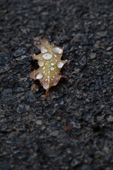 Orange and yellow fallen leaves with dew drops. Autumn leaves with water drops close-up. Dry Autumn Leaf Covered by Water Drops of Rain on Ground.