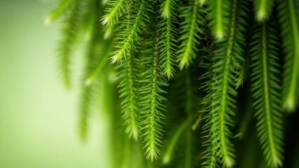 Close up of fresh green clubmoss plant with hanging fronds creating a natural pattern. Serene botanical background with soft focus ideal for wellness and ecology concepts