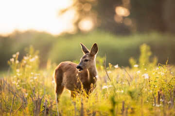 Young roe deer grazing in a meadow, Zarzecze, Lubelskie, Poland