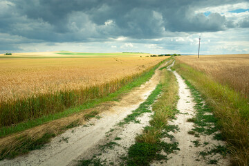 A dirt road into a grain field with a cloudy sky