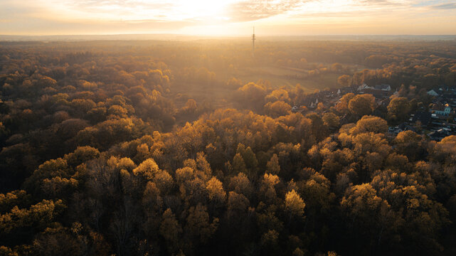 Aerial view of a dense autumn forest at sunrise, with warm golden light streaming across the tree canopy and long shadows stretching over the landscape. The warm tones of yellow and orange