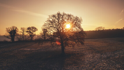 Lonely tree standing in a frosty field at sunrise. Captured during golden hour, this atmospheric winter landscape shows a soft orange glow on the horizon with delicate frost covering the ground, creat
