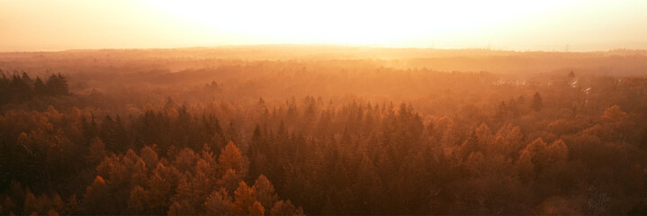 Panoramic aerial view of a forest in warm autumn colors at sunrise. The golden morning light and...