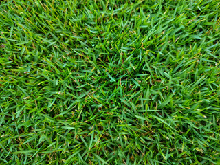 Lush green grass texture creating a vibrant natural background for design work