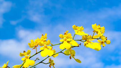 オンシジュームの花