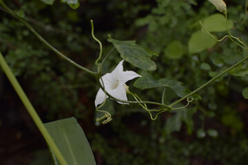 Elegant White Longiflorum Lily ‘Carpino’ Blooming in the Rain. Graceful White Lily...