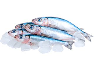 Fresh fish on ice isolated on white background. Ideal for seafood, restaurant, and cooking ingredient design.