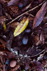 Naklejka premium Decayed Fruit Fallen on the Ground Showing Natural Decomposition. Overripe and Rotting Fruit Lying on Soil in a Garden or Orchard. Fallen Fruit Slowly Decaying Amid Leaves and Natural Debris