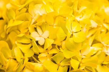 Obraz premium Yellow flowers close-up. Bouquet of colorful flowers. City flower beds, a beautiful and well-kept garden with flowering shrubs.
