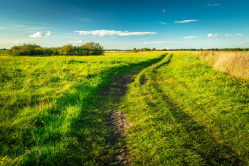 Farm road through a green meadow, Czulczyce, Lubelskie, Poland