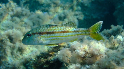 Striped red mullet or surmullet (Mullus surmuletus) undersea, Ligurian Sea, Italy, Imperia
