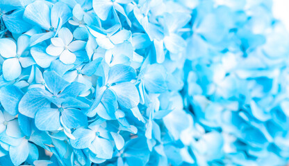 Turquoise flowers close up. Bouquet of purple flowers. City flower beds, a beautiful and well-groomed garden with flowering bushes.