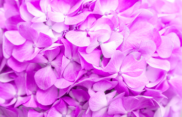 Lilac flowers close up. Bouquet of purple flowers. City flower beds, a beautiful and well-groomed garden with flowering bushes.