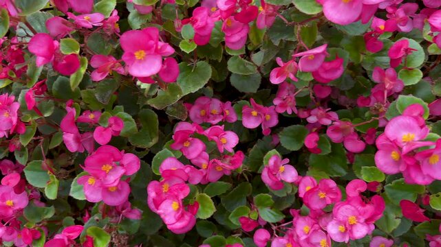 Pink begonia flowers on the flowerbed in the garden. Close up of begonia Bada Boom rose, top view.