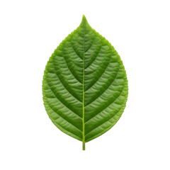 Obraz premium Single green leaf with prominent veins isolated on transparent background