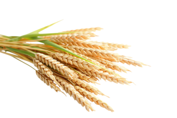 A bunch of ripe wheat ears with green leaves, , transparent background