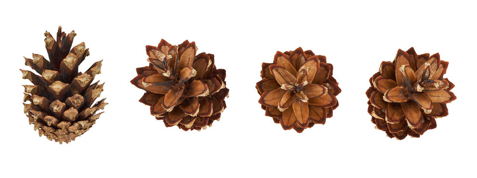 Set of brown fir cones isolated on a transparent background. Detailed natural pine cones in various angles for Christmas, winter, and nature-themed designs. PNG