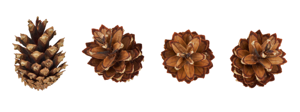 Set of brown fir cones isolated on a transparent background. Detailed natural pine cones in various angles for Christmas, winter, and nature-themed designs. PNG
