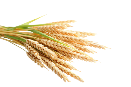 A bunch of ripe wheat ears with green leaves, , transparent background