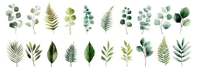 Watercolor collection of isolated green branches and leaves. Green eucalyptus, fern and tropical leaves. Perfect for creating wedding invitations. Hand drawn green botanical elements. © Narin