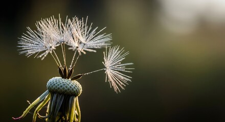 Dandelion seeds clinging to the core against a blurred background at dawn.