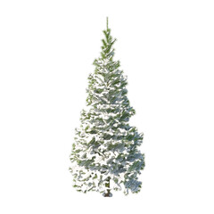Fir (conifer) snow covered isolated transparent background sketch PNG 