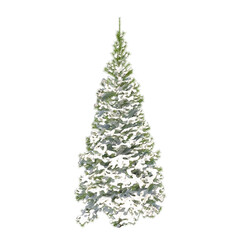Fir (conifer) snow covered isolated transparent background sketch PNG 