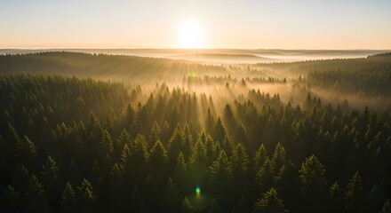 A breathtaking view of a dense forest during sunrise with sunlight streaming through the trees and mist hovering above the canopy