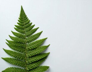 A close-up, top-down shot of a single, lush green fern frond unfurling against a soft, pale grey background.