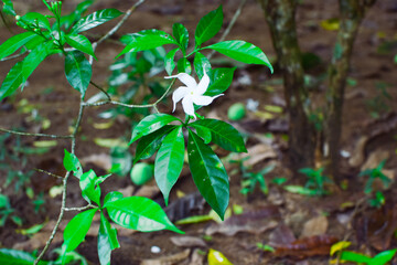 Small Green Plants Thriving Beautifully in the Moist and Refreshing Conditions of the Rainy Season. Tiny Rain-Loving Plants Growing Vibrantly in Damp Soil During the Monsoon Months.