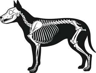 Illustration of a dog skeleton overlaid on a black silhouette