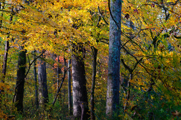 Obraz premium Bright yellow leaves deep in the forest in a November autumn, Audubon Acres, Chattanooga, Tennessee