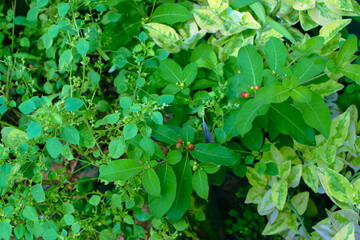 Small Green Plants Thriving Beautifully in the Moist and Refreshing Conditions of the Rainy Season. Tiny Rain-Loving Plants Growing Vibrantly in Damp Soil During the Monsoon Months.