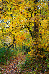Leaf covered footpath under golden autumn leaves on a hiking trail in Audubon Acres, Chattanooga, TN