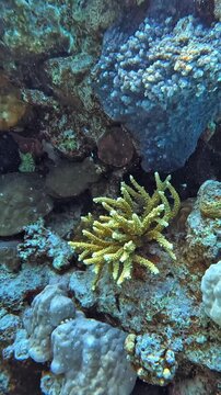 Acropora Coral (Acropora hemprichii). Taken in Sharm el Sheikh, Egypt.