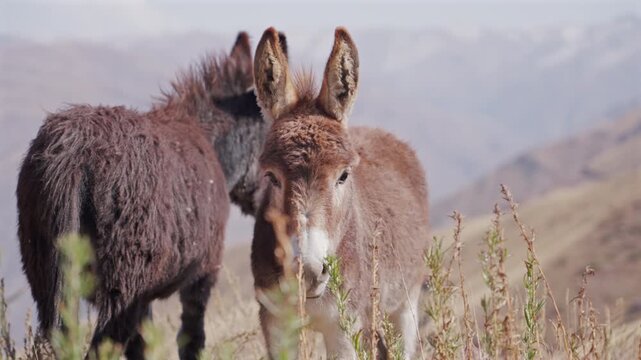 Two Donkeys Standing on Mountain Meadow
