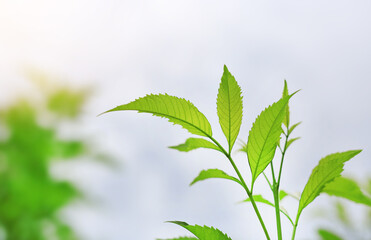 Fresh green nature tree leaves on blurred background in the morning sunlight. Natural background with copy space.
