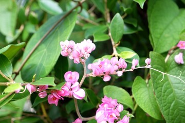 Coral Vine (Antigonon leptopus) Climbing Plant with Delicate Pink Flowers