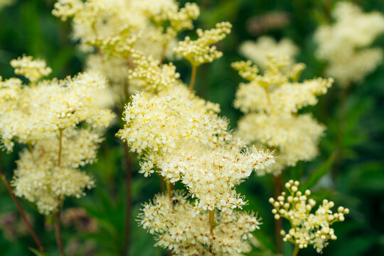 Meadowsweet blooms in summer in the Lofoten Islands