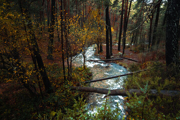 El otoño sobre el bosque y el rio que crece