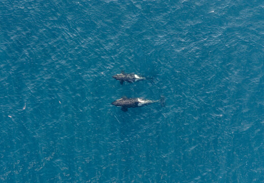 Aerial view of killer whale swimming in the ocean blue