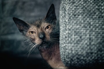 Funny Lykoi werewolf cat peeks out curiously from behind the sofa. 