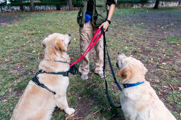 Professional dog walker with two golden retrievers