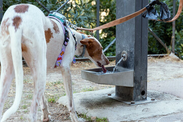 Dog enjoying refreshment during walk with trainer