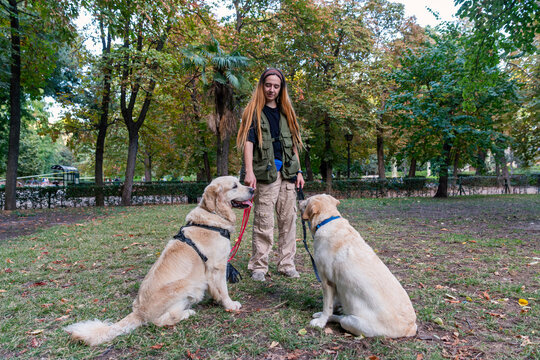 Dog walker and trainer working with two Labrador retrievers