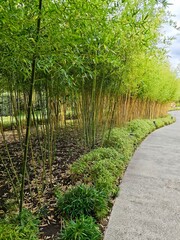 bamboo forest in Japanese garden