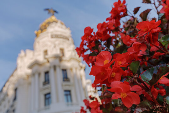 Metropolis building facade with vibrant red flowers close-up