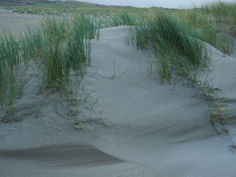 Dune Beach Grass swaying in the wind under stormy weather at Maghera Beach Donegal Ireland