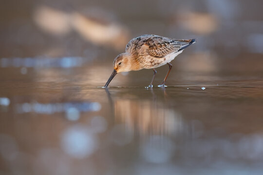 Sandpiper during autumn migration in Asturias, Spain
