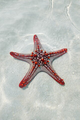 Starfish or red knob sea star (Protoreaster linckii) lying in shallow water on white sand on the Indian Ocean coast in Kenya.